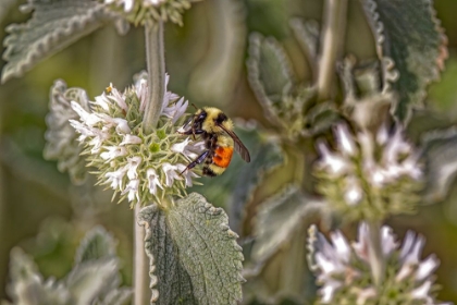 Picture of USA-COLORADO-FORT COLLINS ORANGE-BELTED BUMBLEBEE-VERBENA FLOWER