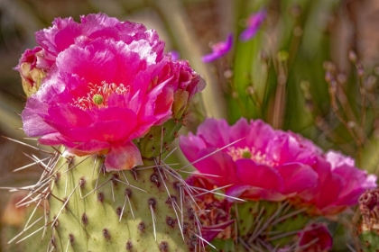 Picture of USA-COLORADO-FORT COLLINS PRICKLY PEAR CACTUS FLOWERS CLOSE-UP