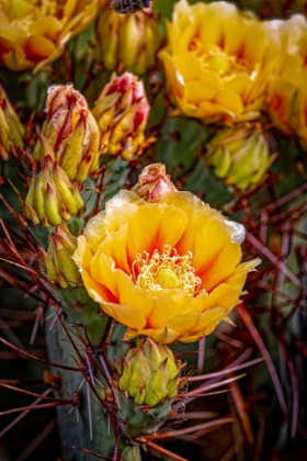 Picture of USA-COLORADO-FORT COLLINS PRICKLY PEAR CACTUS FLOWERS CLOSE-UP