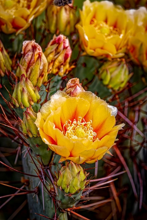 Picture of USA-COLORADO-FORT COLLINS PRICKLY PEAR CACTUS FLOWERS CLOSE-UP