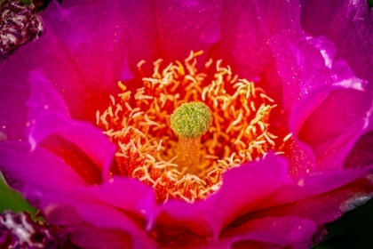 Picture of USA-COLORADO-FORT COLLINS PRICKLY PEAR CACTUS FLOWER CLOSE-UP