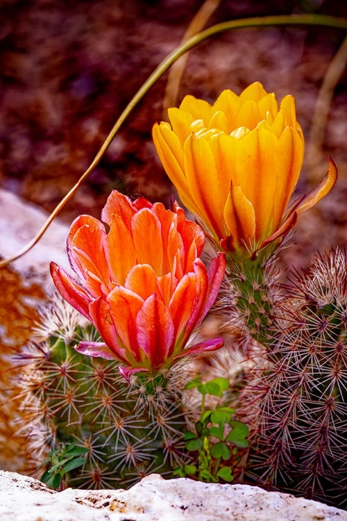 Picture of USA-COLORADO-FORT COLLINS PRICKLY PEAR CACTUS FLOWERS CLOSE-UP