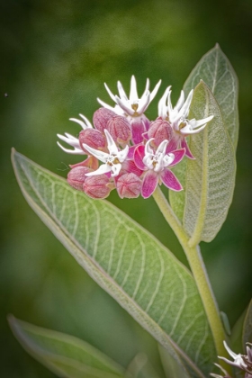 Picture of USA-COLORADO-FORT COLLINS SHOWY MILKWEED FLOWERS