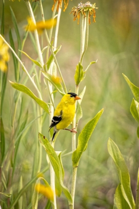 Picture of USA-COLORADO-FORT COLLINS MALE AMERICAN GOLDFINCH CLOSE-UP