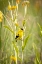 Picture of USA-COLORADO-FORT COLLINS MALE AMERICAN GOLDFINCH CLOSE-UP