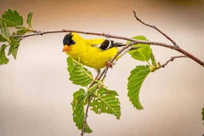 Picture of USA-COLORADO-FORT COLLINS MALE AMERICAN GOLDFINCH CLOSE-UP