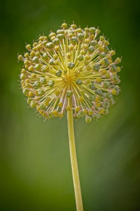 Picture of USA-COLORADO-FORT COLLINS YELLOW ALLIUM PLANT CLOSE-UP