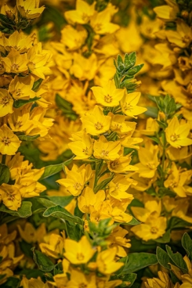 Picture of USA-COLORADO-FORT COLLINS YELLOW LOOSESTRIFE FLOWERS