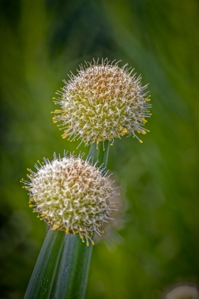 Picture of USA-COLORADO-FORT COLLINS WHITE ALLIUM PLANT CLOSE-UP