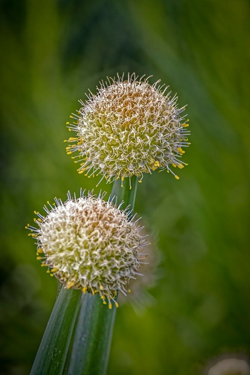 Picture of USA-COLORADO-FORT COLLINS WHITE ALLIUM PLANT CLOSE-UP