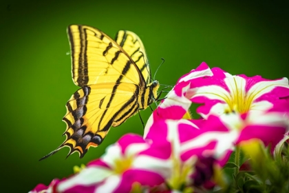 Picture of USA-COLORADO-FORT COLLINS EASTERN TIGER SWALLOWTAIL ON PETUNIA FLOWERS