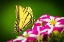 Picture of USA-COLORADO-FORT COLLINS EASTERN TIGER SWALLOWTAIL ON PETUNIA FLOWERS