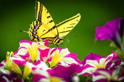 Picture of USA-COLORADO-FORT COLLINS EASTERN TIGER SWALLOWTAIL ON PETUNIA FLOWERS