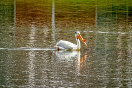 Picture of USA-COLORADO-WINDSOR AMERICAN WHITE PELICAN SWIMMING IN POND