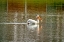 Picture of USA-COLORADO-WINDSOR AMERICAN WHITE PELICAN SWIMMING IN POND