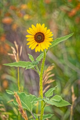 Picture of USA-COLORADO-WINDSOR CLOSE-UP OF SUNFLOWER