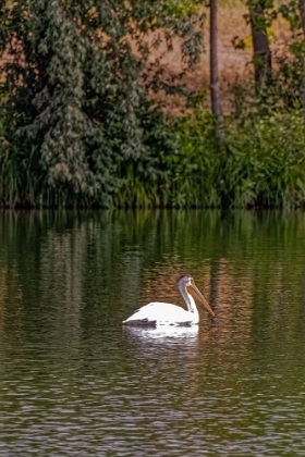 Picture of USA-COLORADO-WINDSOR AMERICAN WHITE PELICAN SWIMMING IN POND