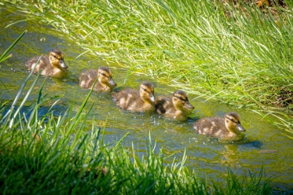 Picture of USA-COLORADO-FORT COLLINS MALLARD DUCKLINGS SWIMMING IN STREAM