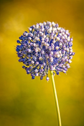 Picture of USA-COLORADO-FORT COLLINS BLUE ALLIUM FLOWER