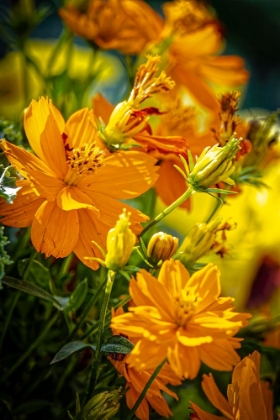 Picture of USA-COLORADO-FORT COLLINS YELLOW COREOPSIS FLOWERS