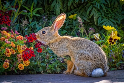 Picture of USA-COLORADO-FORT COLLINS EASTERN COTTONTAIL RABBIT CLOSE-UP