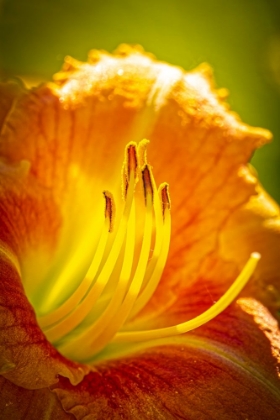 Picture of USA-COLORADO-FORT COLLINS CLOSE-UP OF YELLOW LILY