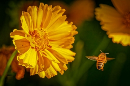 Picture of USA-COLORADO-FORT COLLINS HONEY BEE FLYING NEAR YELLOW FLOWER