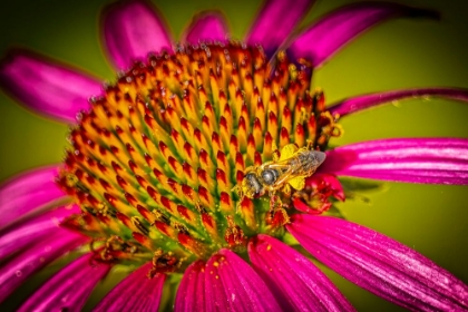 Picture of USA-COLORADO-FORT COLLINS HONEY BEE ON ECHINACEA FLOWER