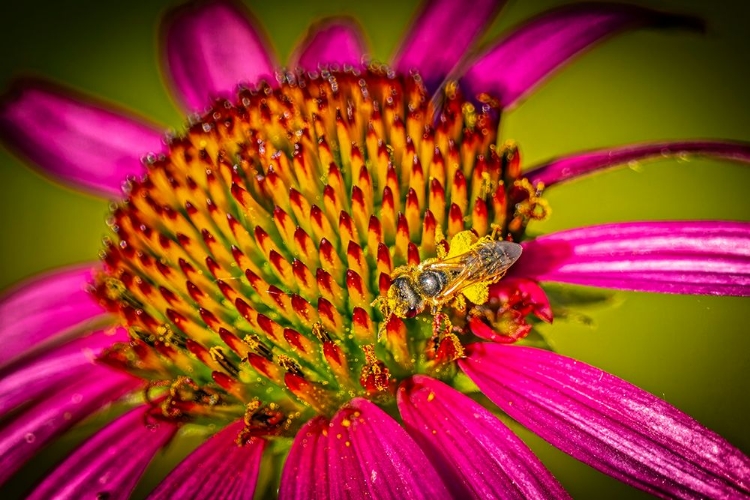 Picture of USA-COLORADO-FORT COLLINS HONEY BEE ON ECHINACEA FLOWER