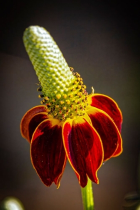 Picture of USA-COLORADO-FORT COLLINS PRAIRIE CONEFLOWER CLOSE-UP