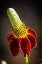 Picture of USA-COLORADO-FORT COLLINS PRAIRIE CONEFLOWER CLOSE-UP