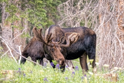 Picture of USA-COLORADO-CAMERON PASS SHIRAS MOOSE MALE AND FEMALE GRAZING