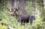 Picture of USA-COLORADO-CAMERON PASS SHIRAS MALE MOOSE GRAZING IN FOREST
