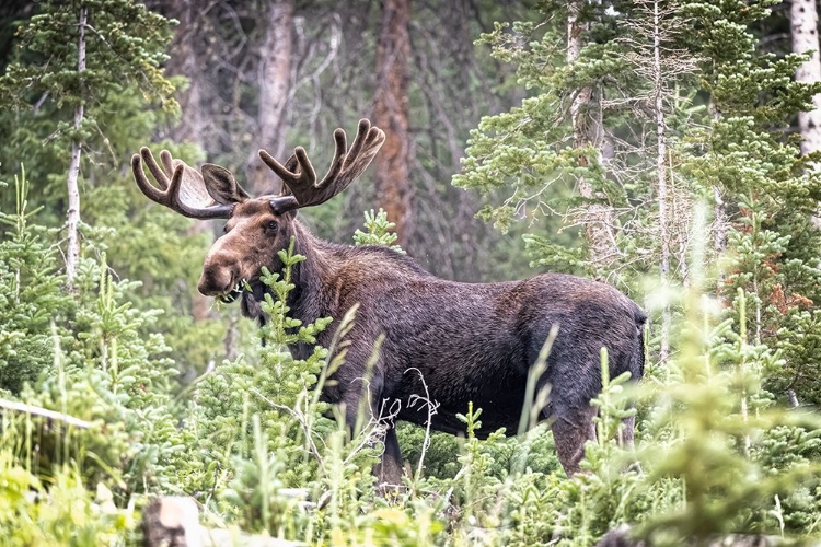 Picture of USA-COLORADO-CAMERON PASS SHIRAS MALE MOOSE GRAZING IN FOREST