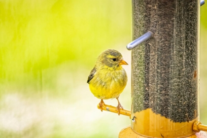 Picture of USA-COLORADO-FORT COLLINS YOUNG MALE AMERICAN GOLDFINCH