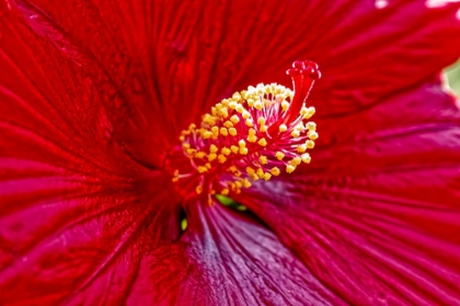Picture of USA-COLORADO-FORT COLLINS HIBISCUS FLOWER DETAIL