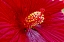 Picture of USA-COLORADO-FORT COLLINS HIBISCUS FLOWER DETAIL