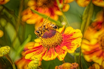 Picture of USA-COLORADO-FORT COLLINS HONEY BEE ON COREOPSIS FLOWER