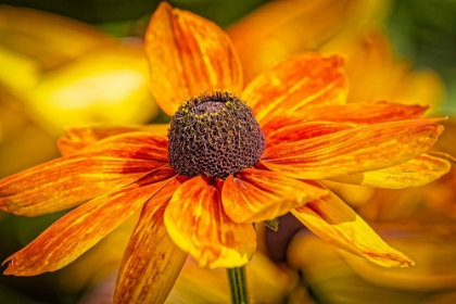 Picture of USA-COLORADO-FORT COLLINS COREOPSIS FLOWERS CLOSE-UP