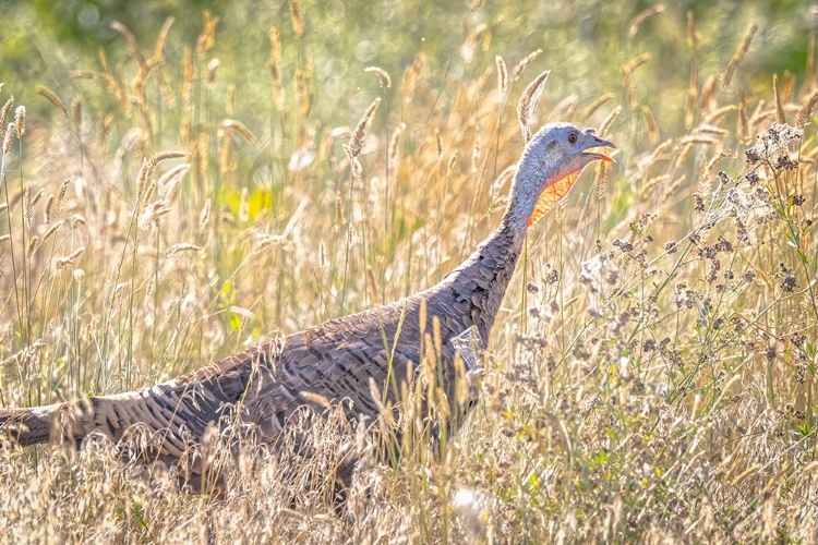 Picture of USA-COLORADO-FORT COLLINS MERRIAM WILD TURKEY IN GRASSY FIELD