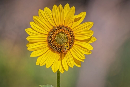 Picture of USA-COLORADO-FORT COLLINS ORANGE-BELTED BUMBLE BEE ON SUNFLOWER