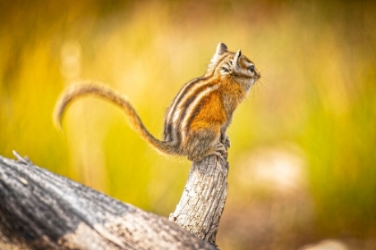Picture of USA-COLORADO LEAST CHIPMUNK ON LOG