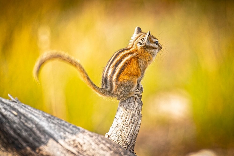 Picture of USA-COLORADO LEAST CHIPMUNK ON LOG
