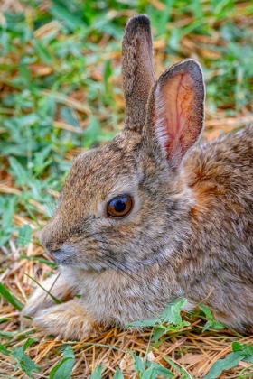 Picture of USA-COLORADO-FORT COLLINS EASTERN COTTONTAIL RABBIT CLOSE-UP
