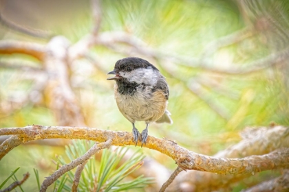 Picture of USA-COLORADO-FORT COLLINS BLACK-CAPPED CHICKADEE ON TREE LIMB