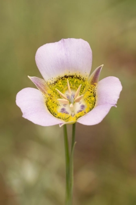 Picture of USA-COLORADO-WOODLAND PARK MARIPOSA LILY CLOSE-UP