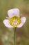 Picture of USA-COLORADO-WOODLAND PARK MARIPOSA LILY CLOSE-UP