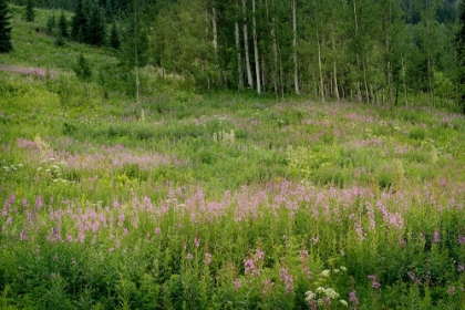 Picture of USA-COLORADO-GUNNISON NATIONAL FOREST FIREWEED WILDFLOWERS AND ASPENS IN MEADOW