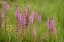 Picture of USA-COLORADO-GUNNISON NATIONAL FOREST ELEPHANT HEAD FLOWERS CLOSE-UP