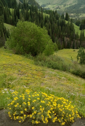 Picture of USA-COLORADO-GUNNISON NATIONAL FOREST HAIRY GOLDEN ASTER FLOWERS AND MOUNTAIN LANDSCAPE